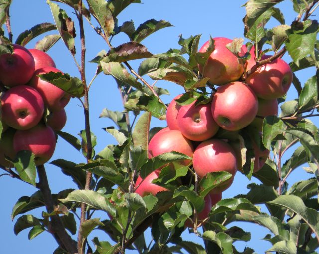 Tours & Activities Brecknock Orchard Berks Lancaster County