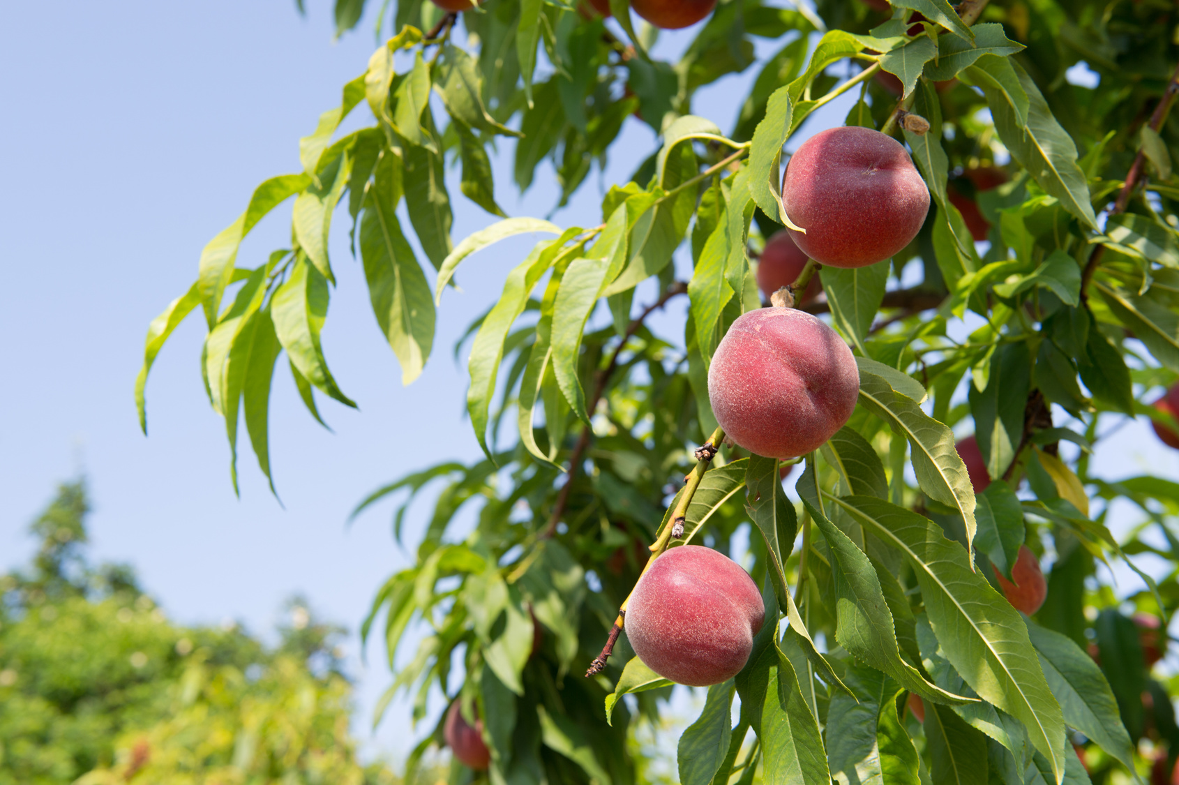 Nectarines Brecknock Orchard, Mohnton Lancaster County PA