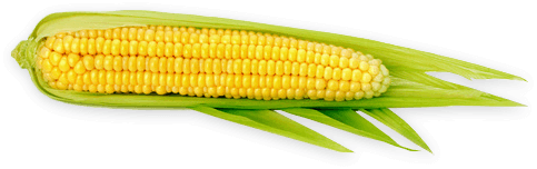 corn