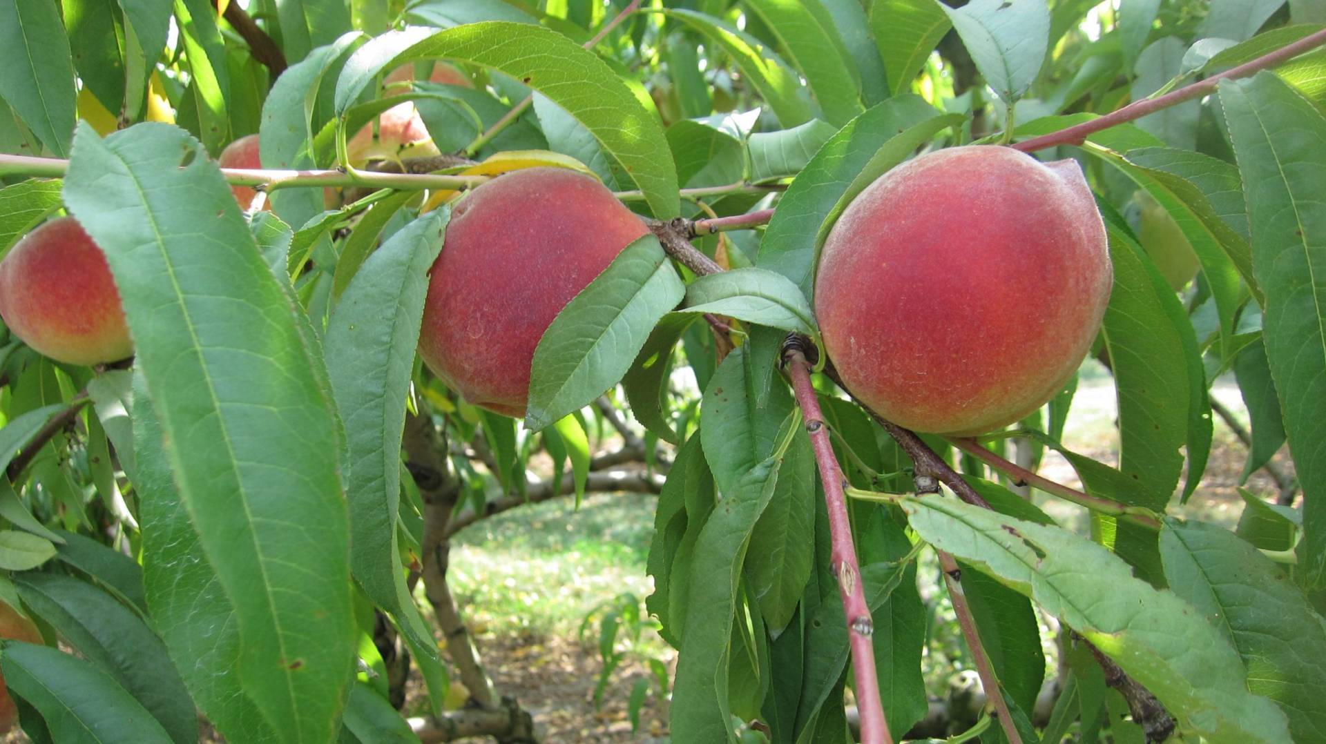 Peaches Brecknock Orchard, Mohnton Lancaster County PA