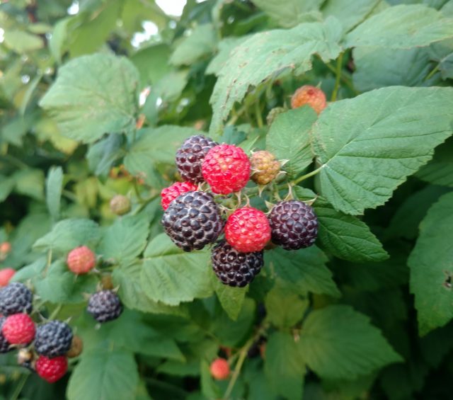 How to Freeze Berries