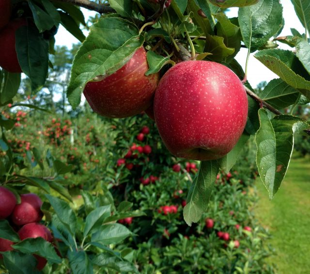 Apple Recipes