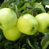 Lodi Apple
