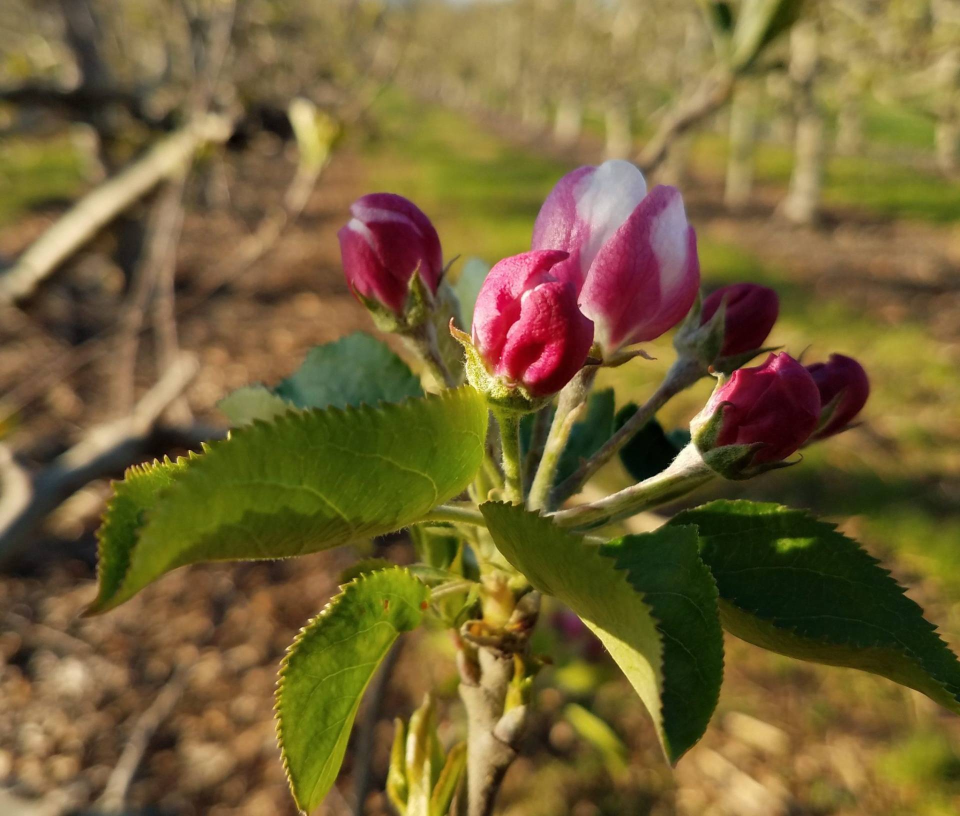 About Brecknock Orchards, Mohnton PA
