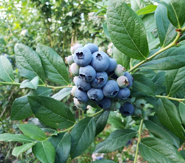 Blueberry Cake