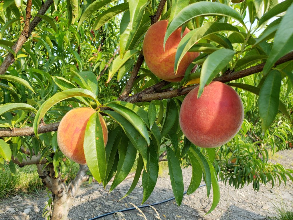 Peaches Brecknock Orchard LLC, Mohnton Lancaster County PA