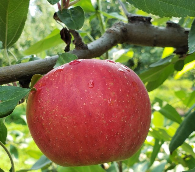 Double Apple Cheesecake