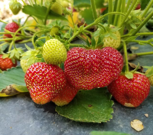 Berry Recipes