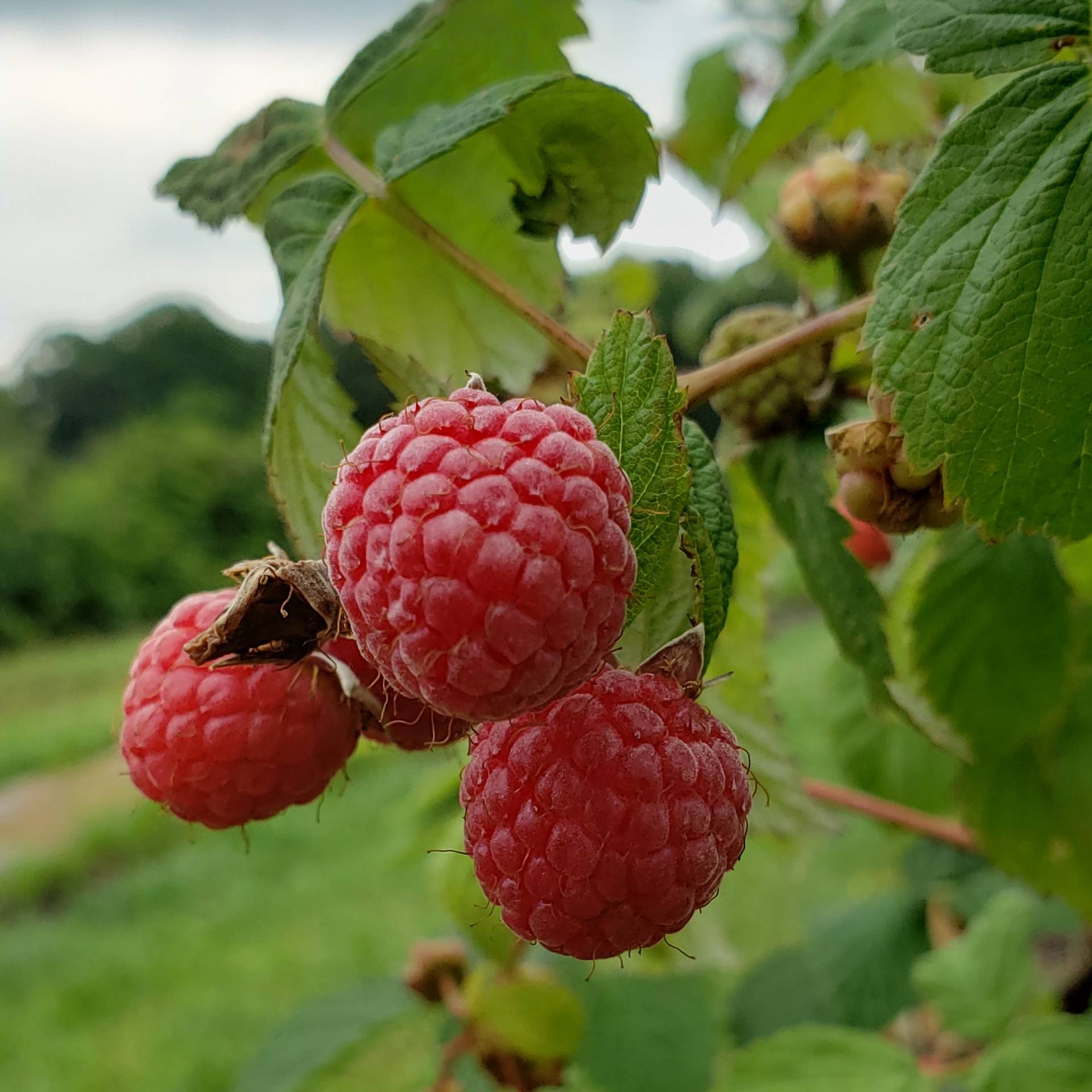 Red Raspberries Brecknock Orchard LLC, Mohnton Lancaster County PA