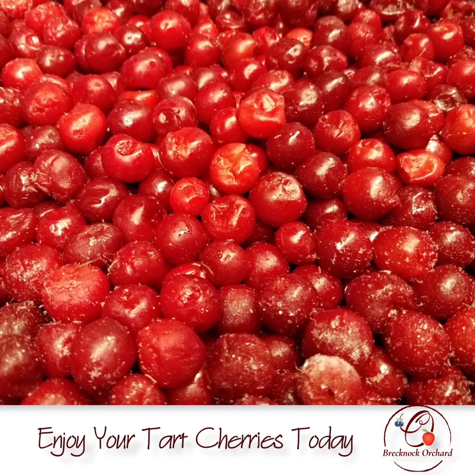 Tart cherries frozen brecknock orchard llc