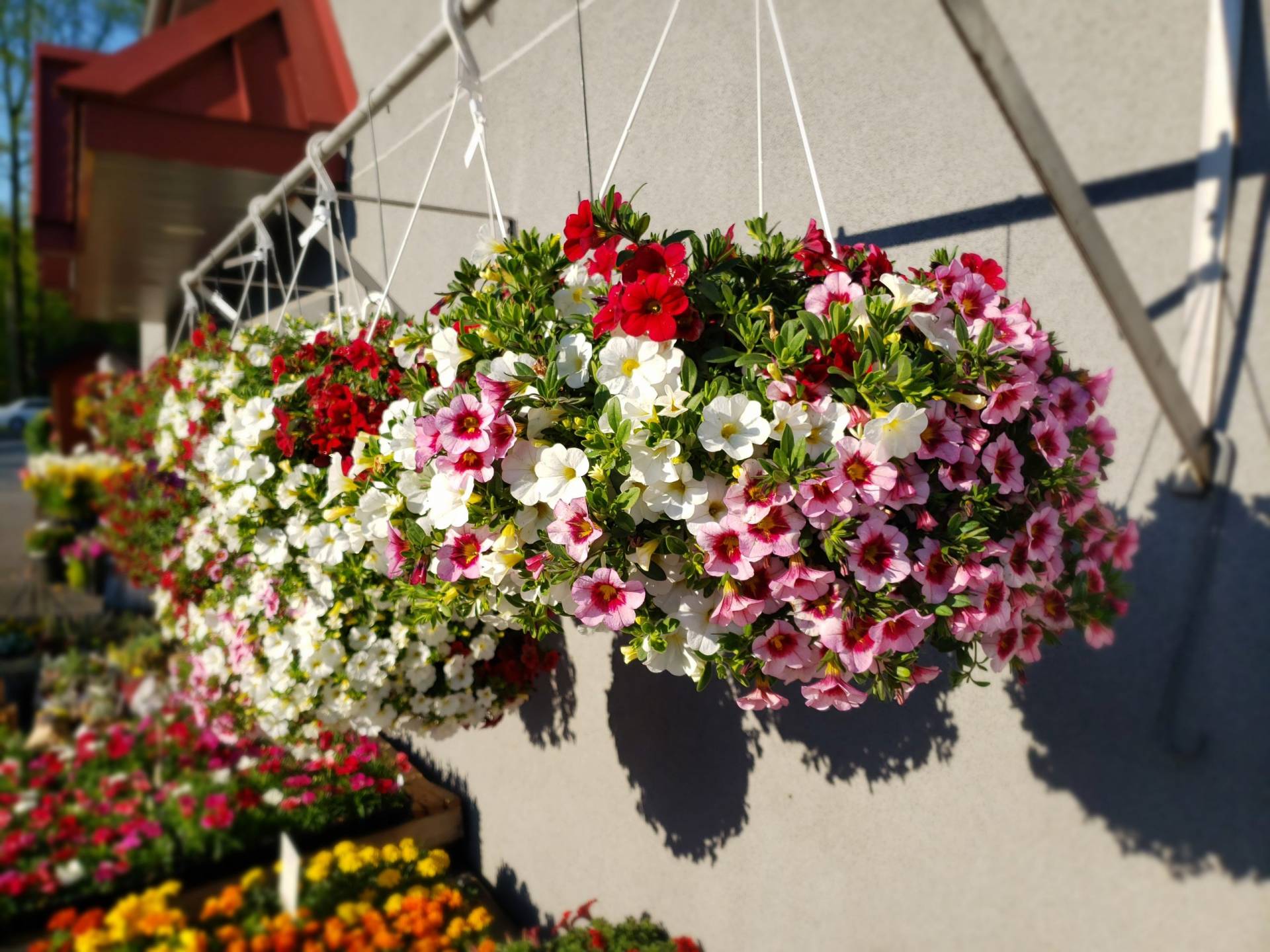 Dried Flower Arrangements Lancaster Pa Best Flower Site