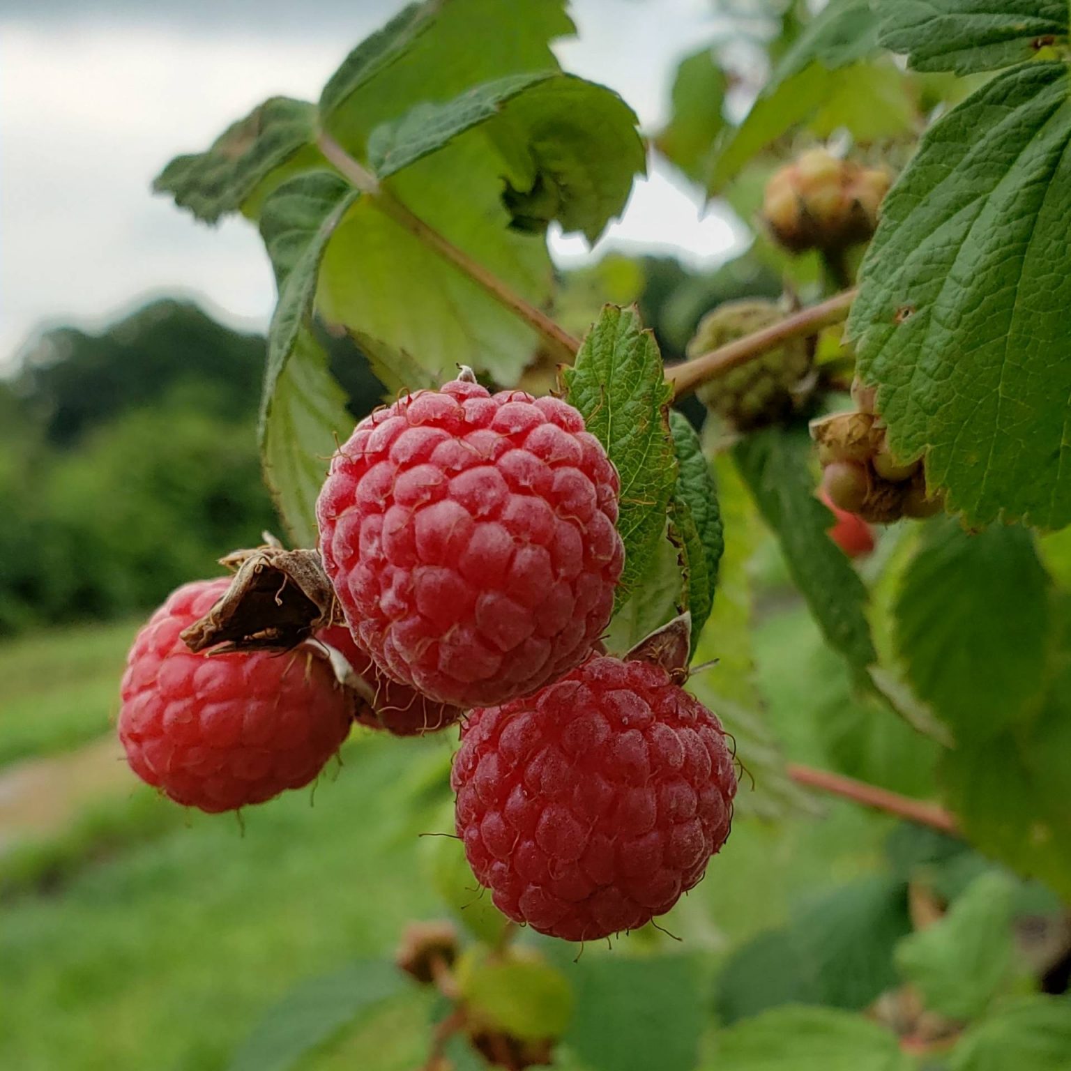 Frozen Red Raspberries 3/4 Pound Brecknock Orchard LLC