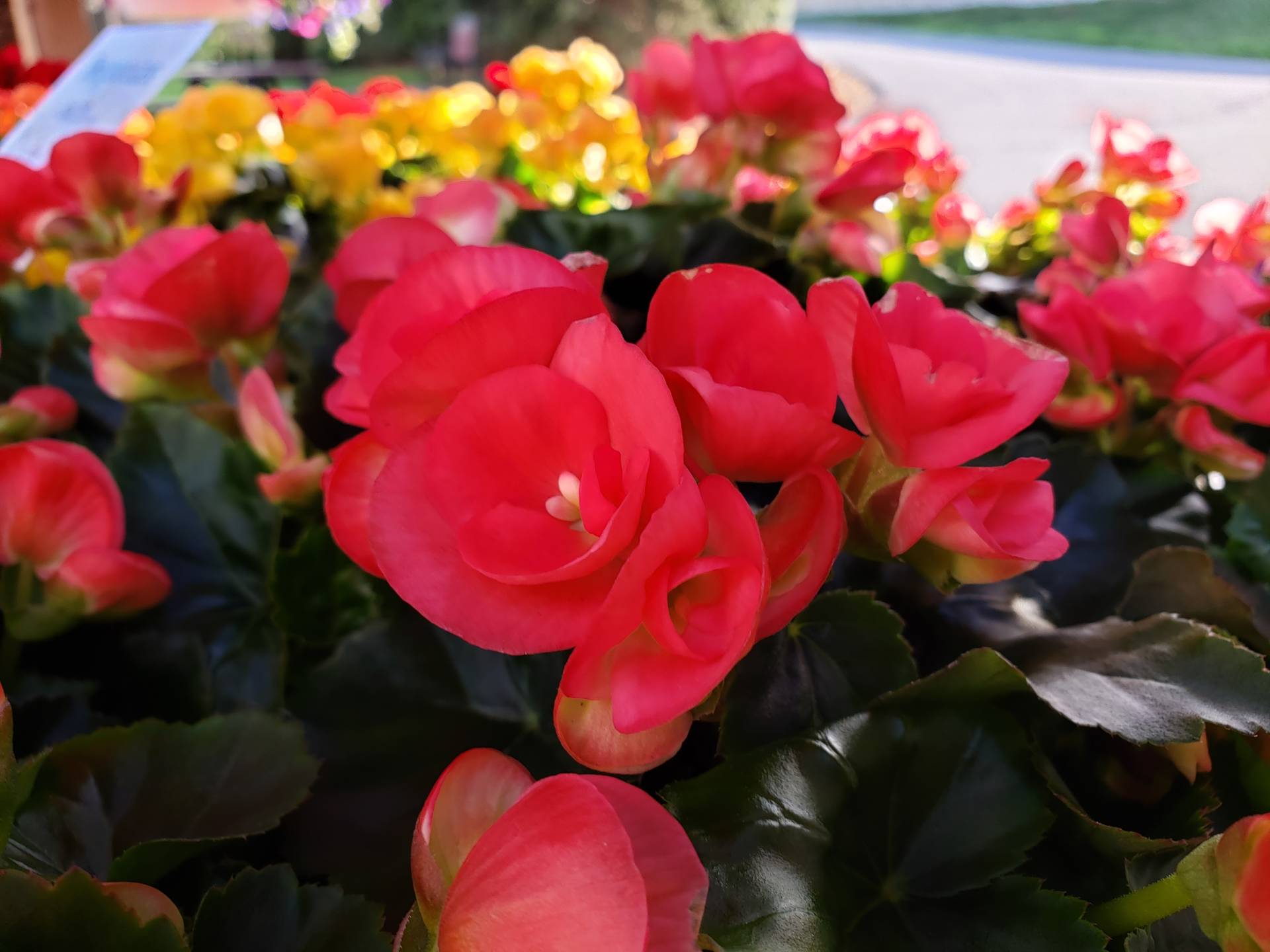 Outdoor Decorations Brecknock Orchard LLC, Mohnton Lancaster County PA