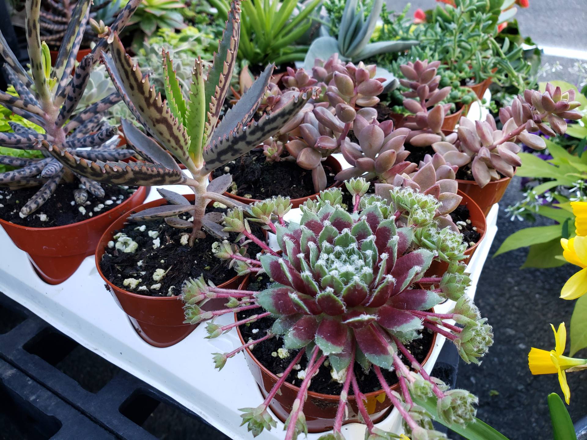 Outdoor Decorations Brecknock Orchard LLC, Mohnton Lancaster County PA