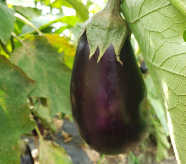 Eggplant Casserole