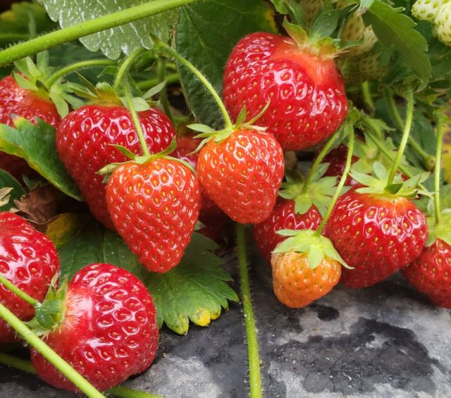 Harvest Schedule