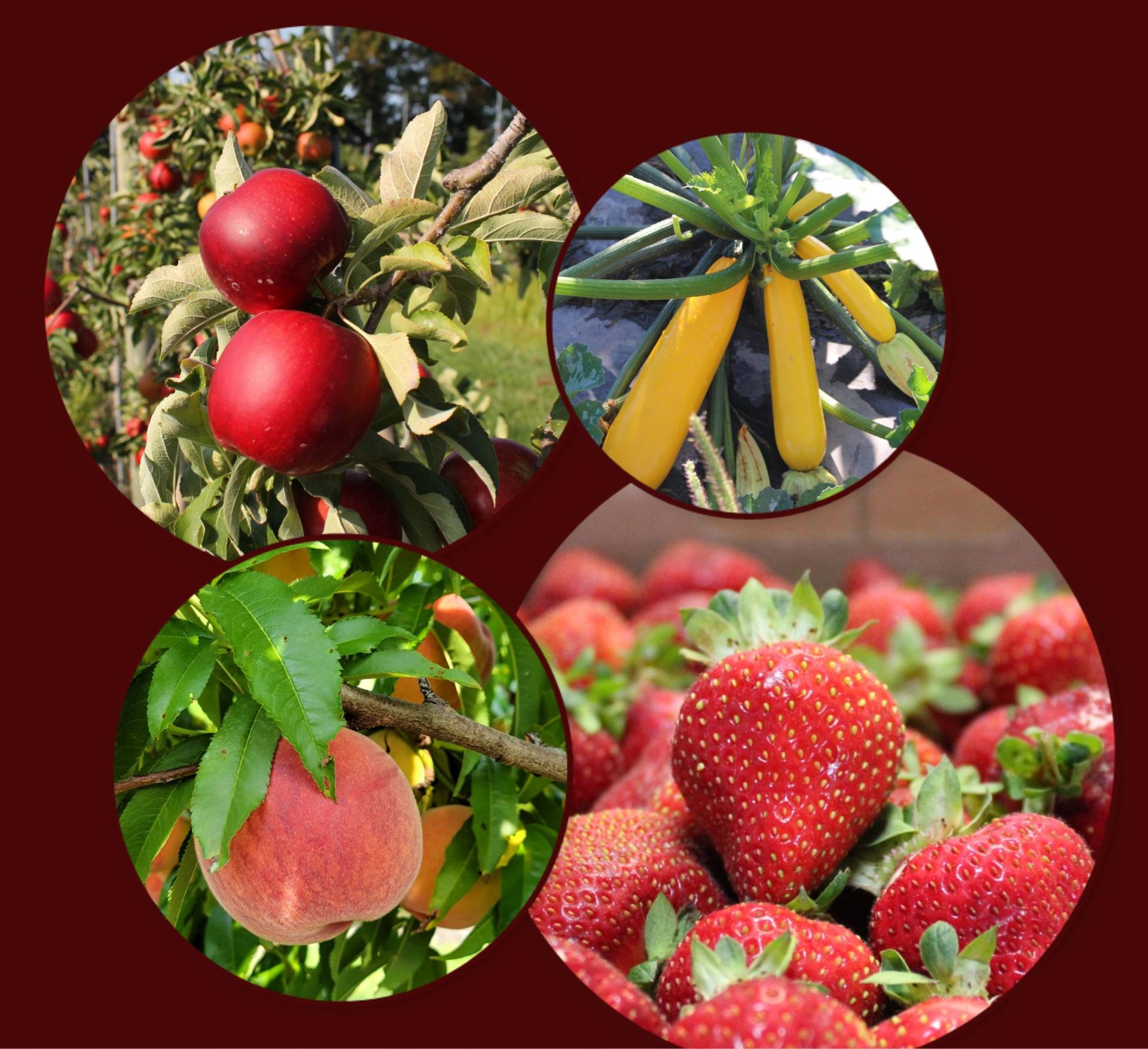 About Brecknock Orchards, Mohnton PA