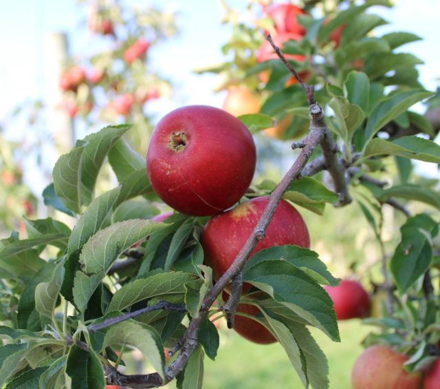 Apple Gruyere Popovers