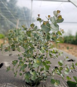 Eucalyptus