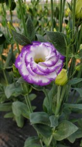 Lisianthus Cut Flower