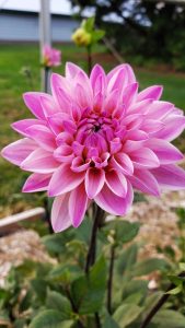 Dahlia Cut Flower