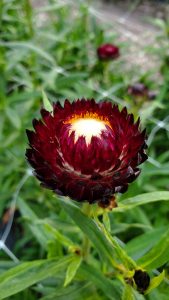 Strawflower Cut Flower