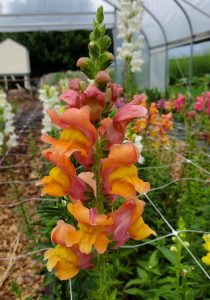 Snap Dragon Cut Flower