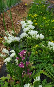Statice Cut Flower