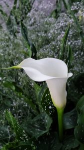 Calla Lily