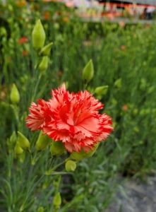 Carnation