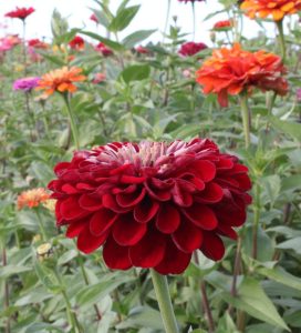 Benary's Giant Zinnia Cut Flower