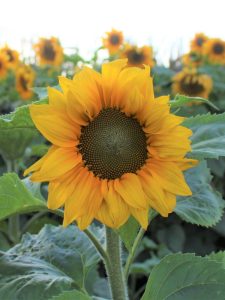 Sunflower Cut Flower