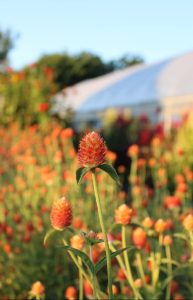 Gomphrena Cut Flower