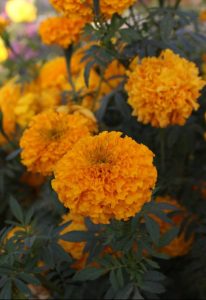 Marigold