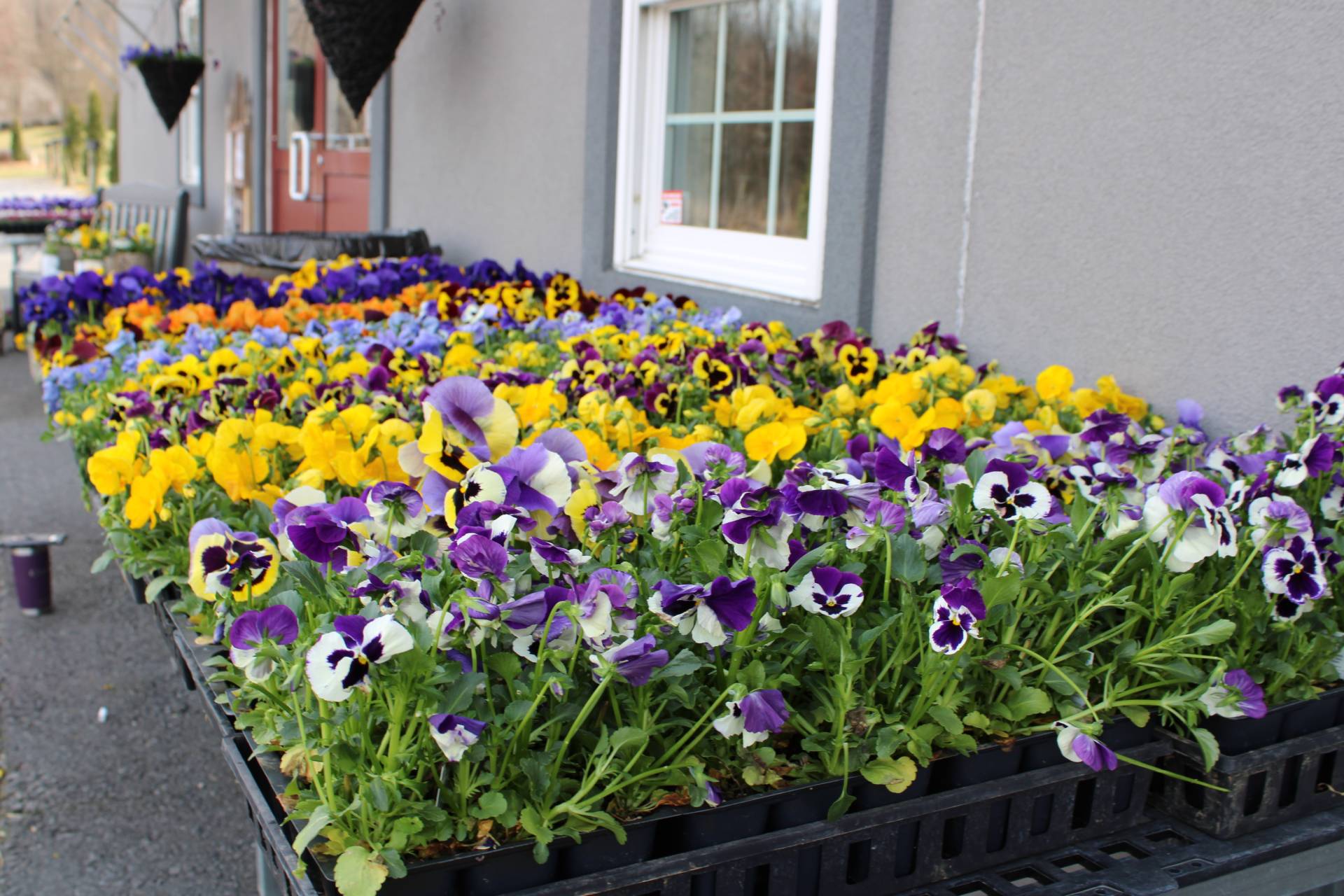 Spring/Easter Decorations Brecknock Orchard LLC, Mohnton Lancaster