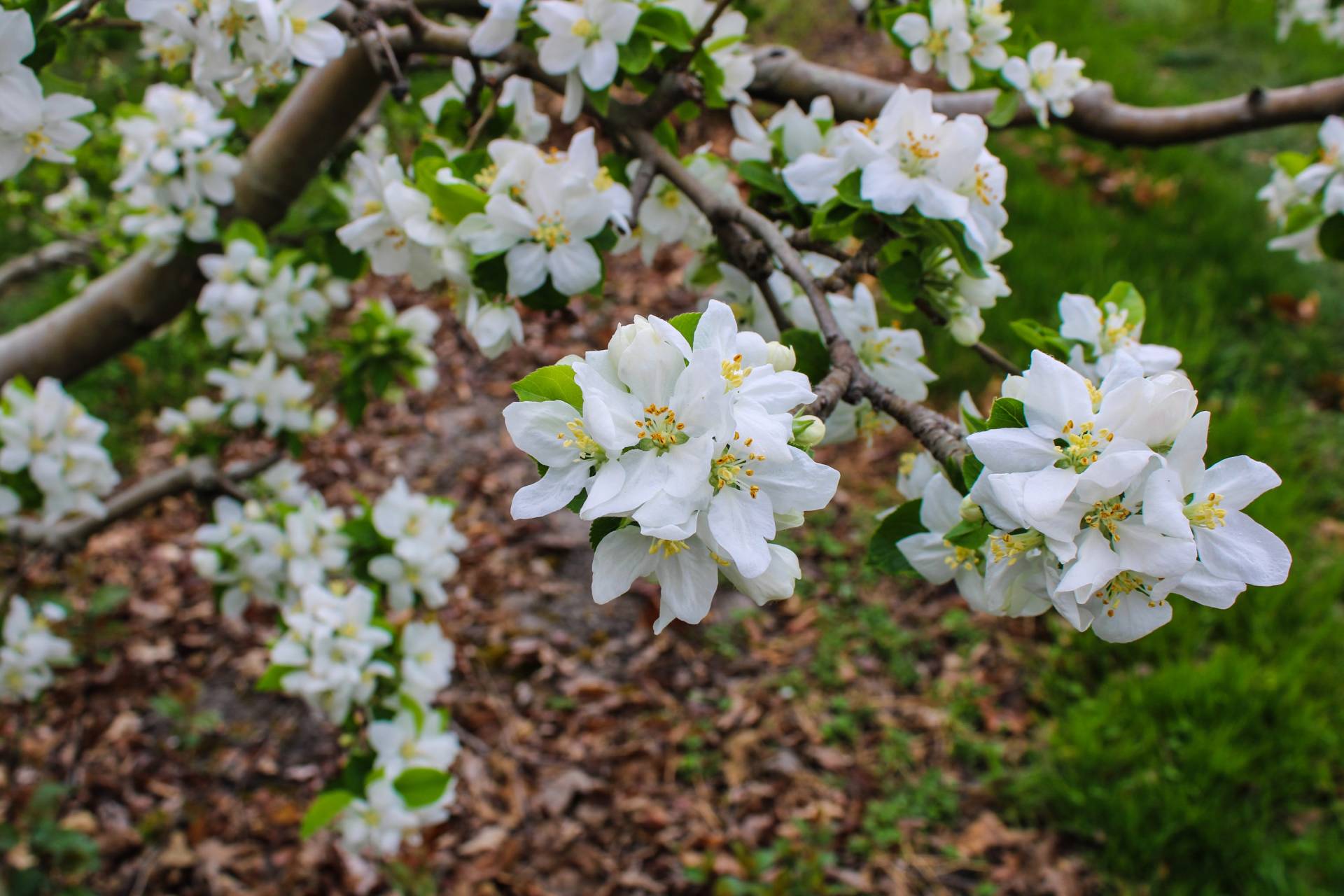 About Brecknock Orchards, Mohnton PA