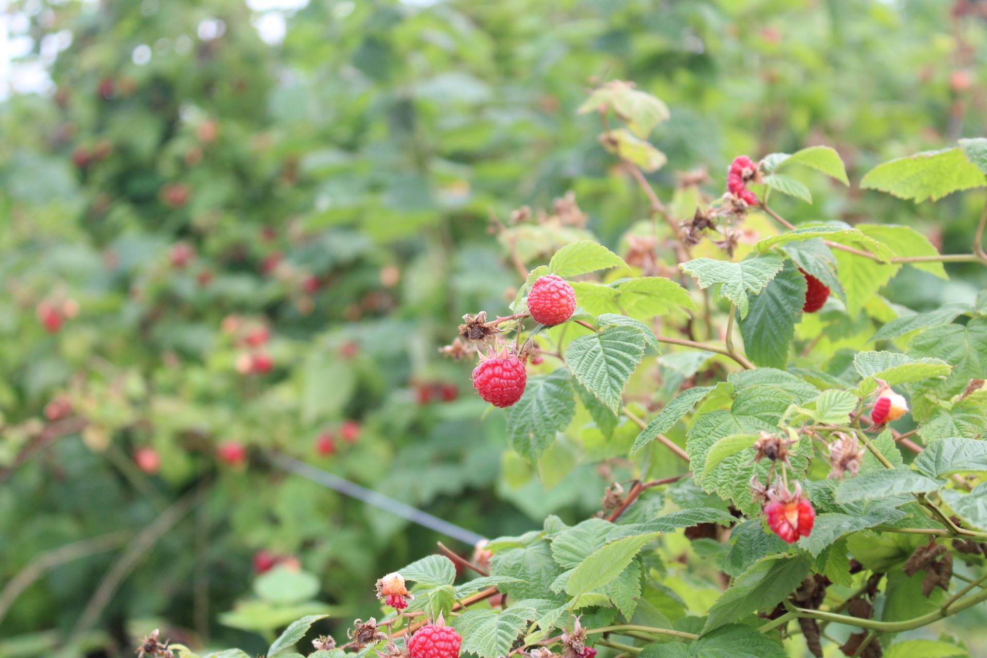 Red Raspberries Brecknock Orchard LLC, Mohnton Lancaster County PA