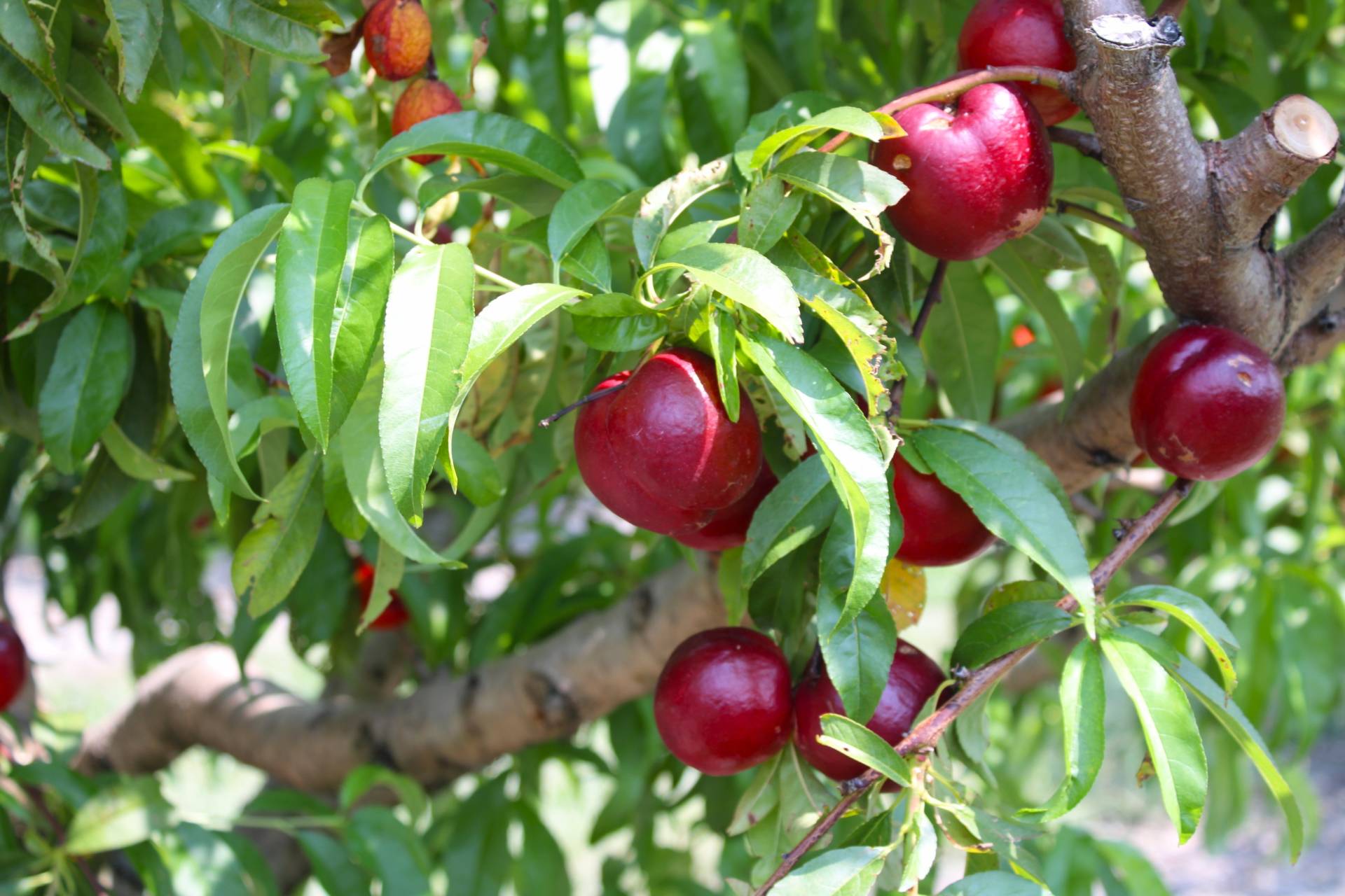 Nectarines Brecknock Orchard LLC, Mohnton Lancaster County PA