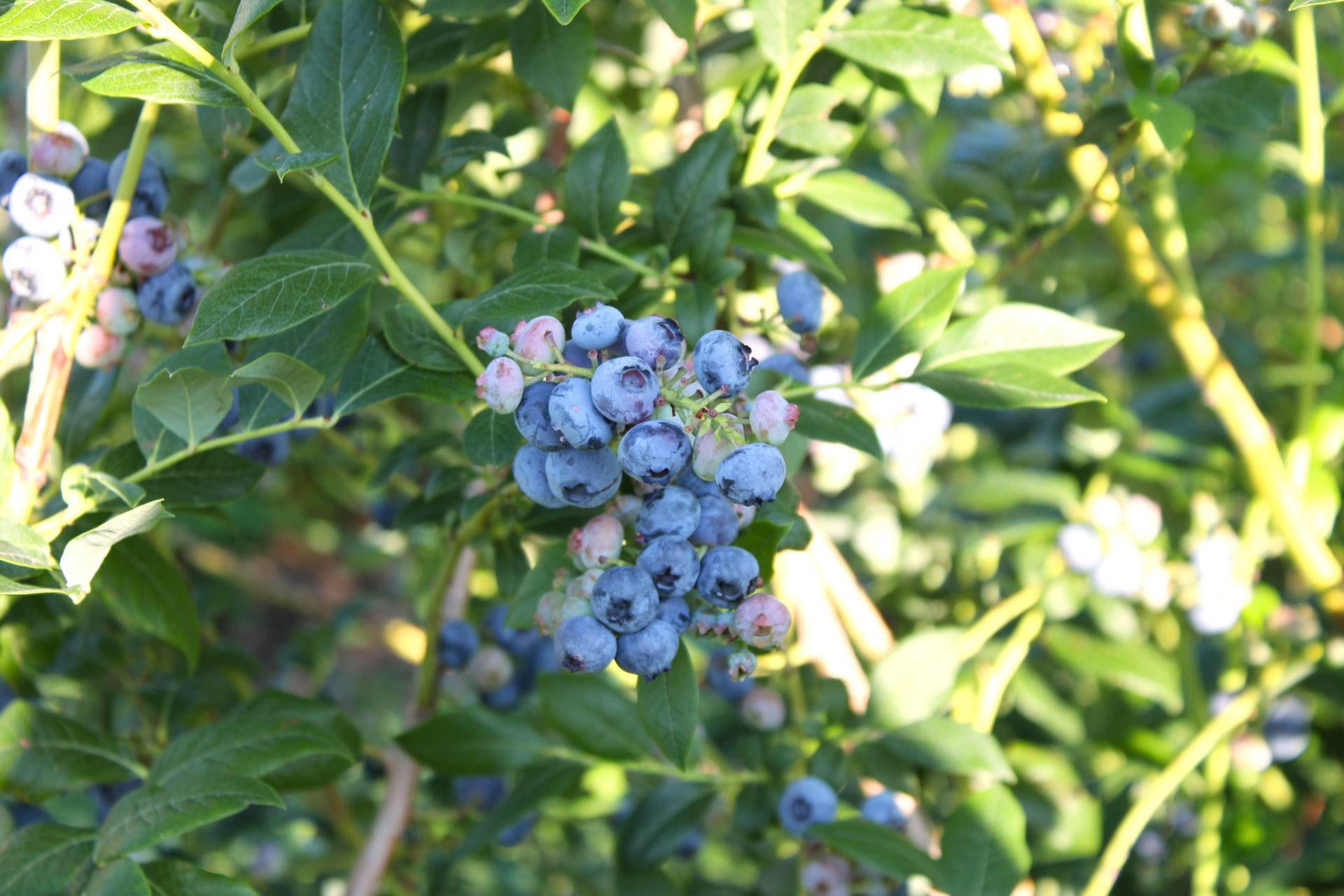 Blueberries Brecknock Orchard LLC, Mohnton Lancaster County PA
