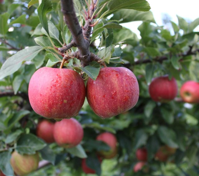 Harvest Schedule