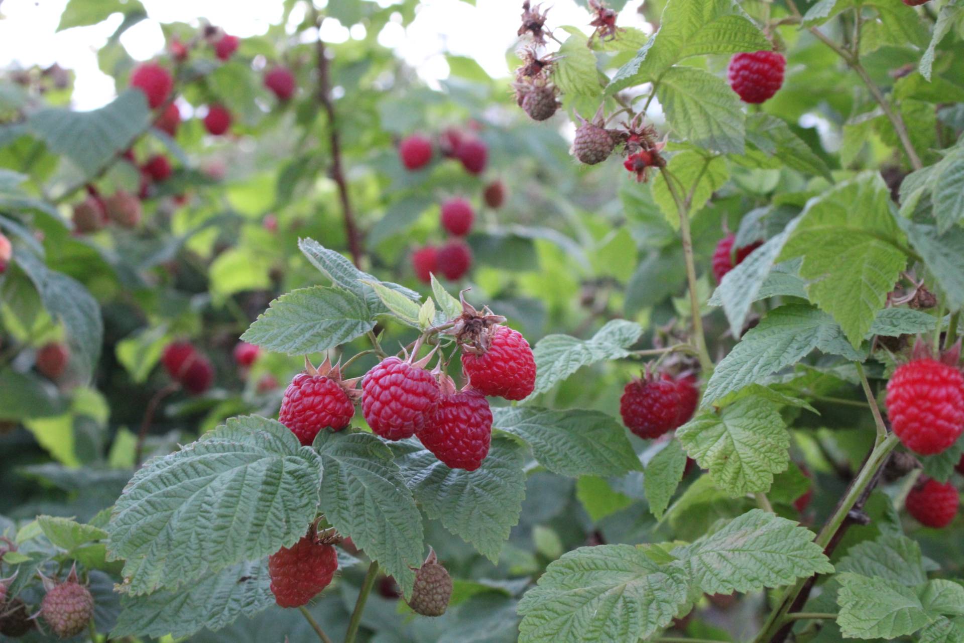 Red Raspberries - Brecknock Orchard LLC, Mohnton Lancaster County PA