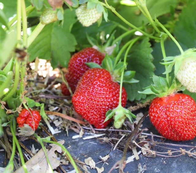 Berry Recipes