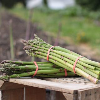 Frozen Asparagus