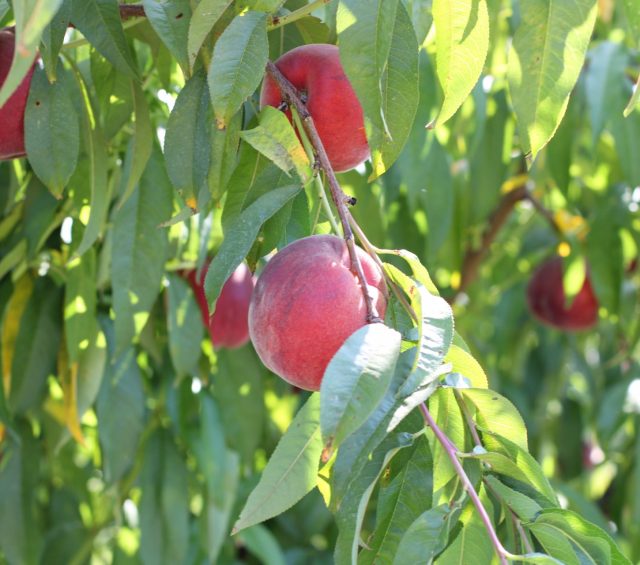 Harvest Schedule