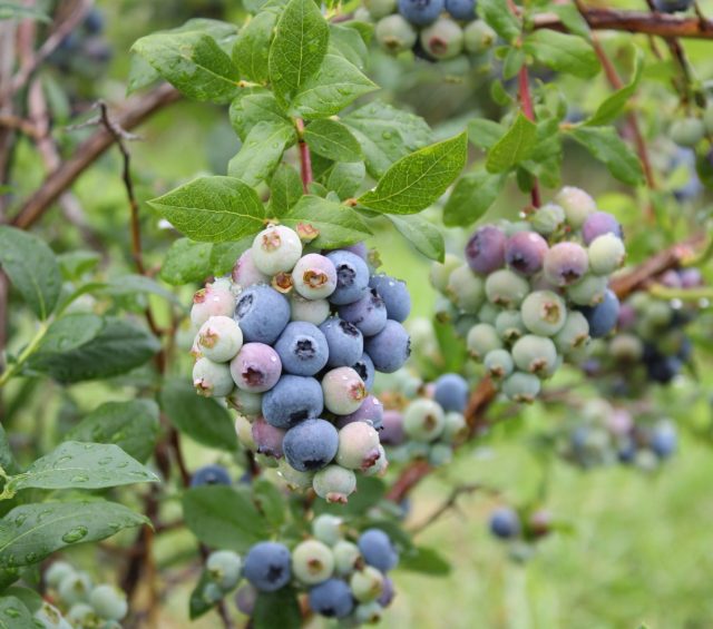 Harvest Schedule