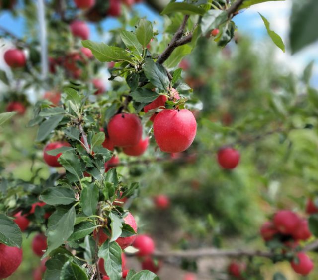 Harvest Schedule