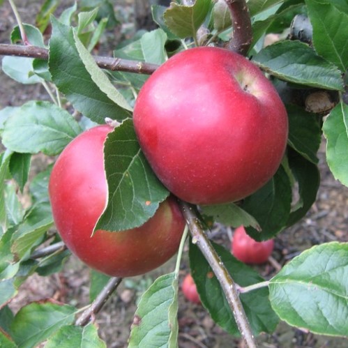 Ida Red
